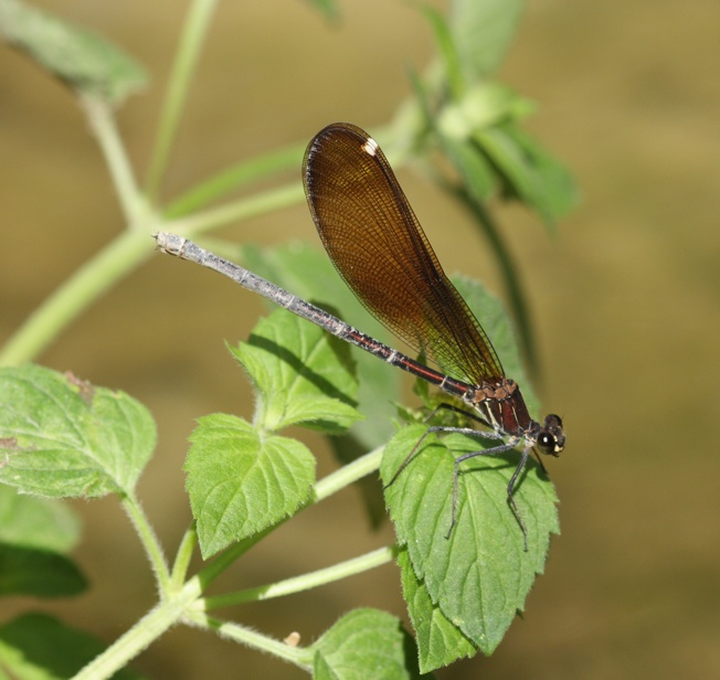 Id Calopteryx